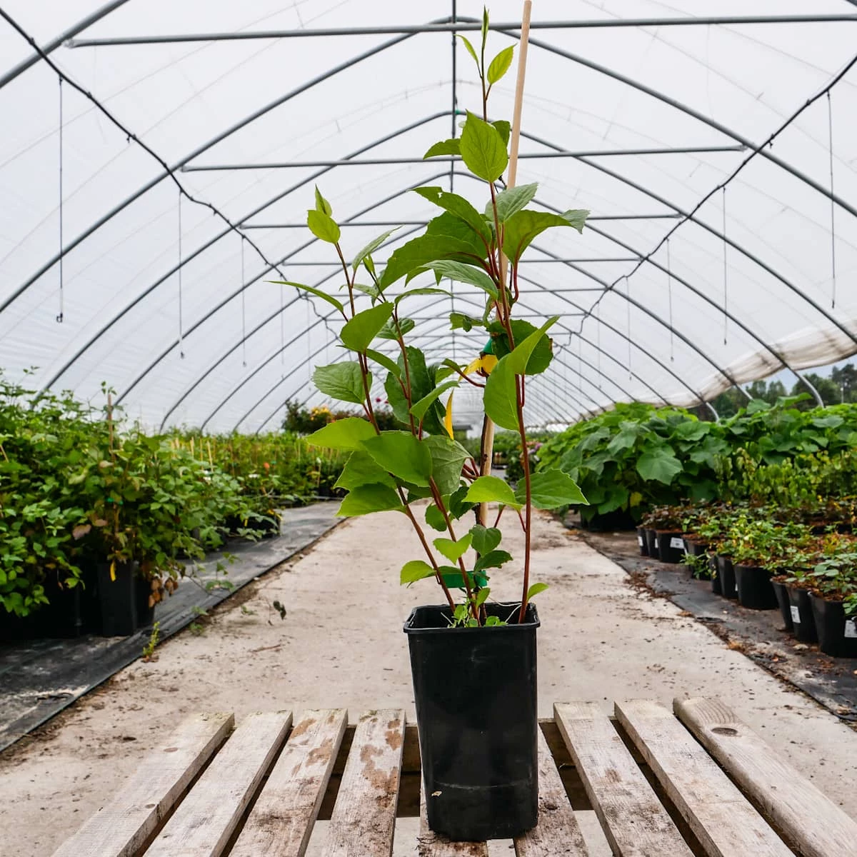 Cytryniec Chiński Jagody Wiecznej Młodości Sadova - obrazek 3