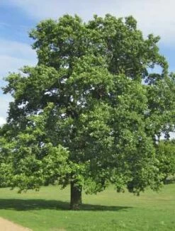 Dąb Bezszypułkowy