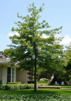 Dąb Błotny Najszybciej Rosnący