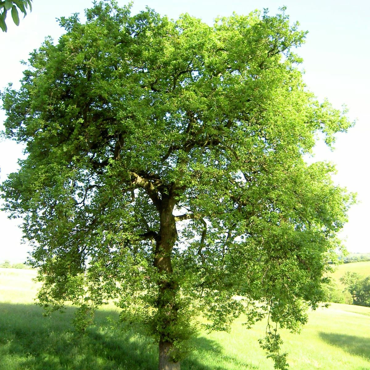 Dąb Burgundzki Frędzelkowy Wiatrochron