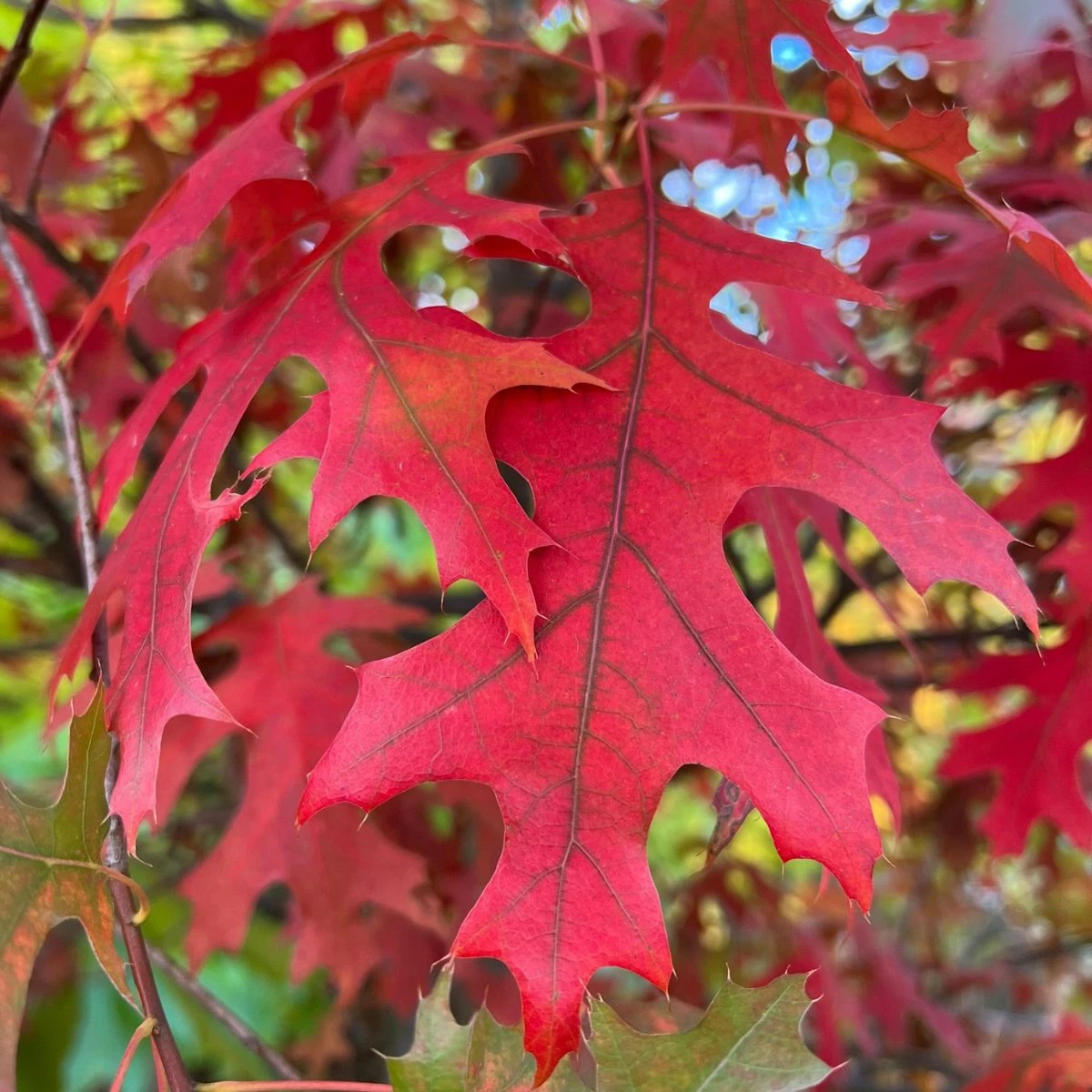 Dąb Burgundzki Frędzelkowy Wiatrochron - obrazek 5