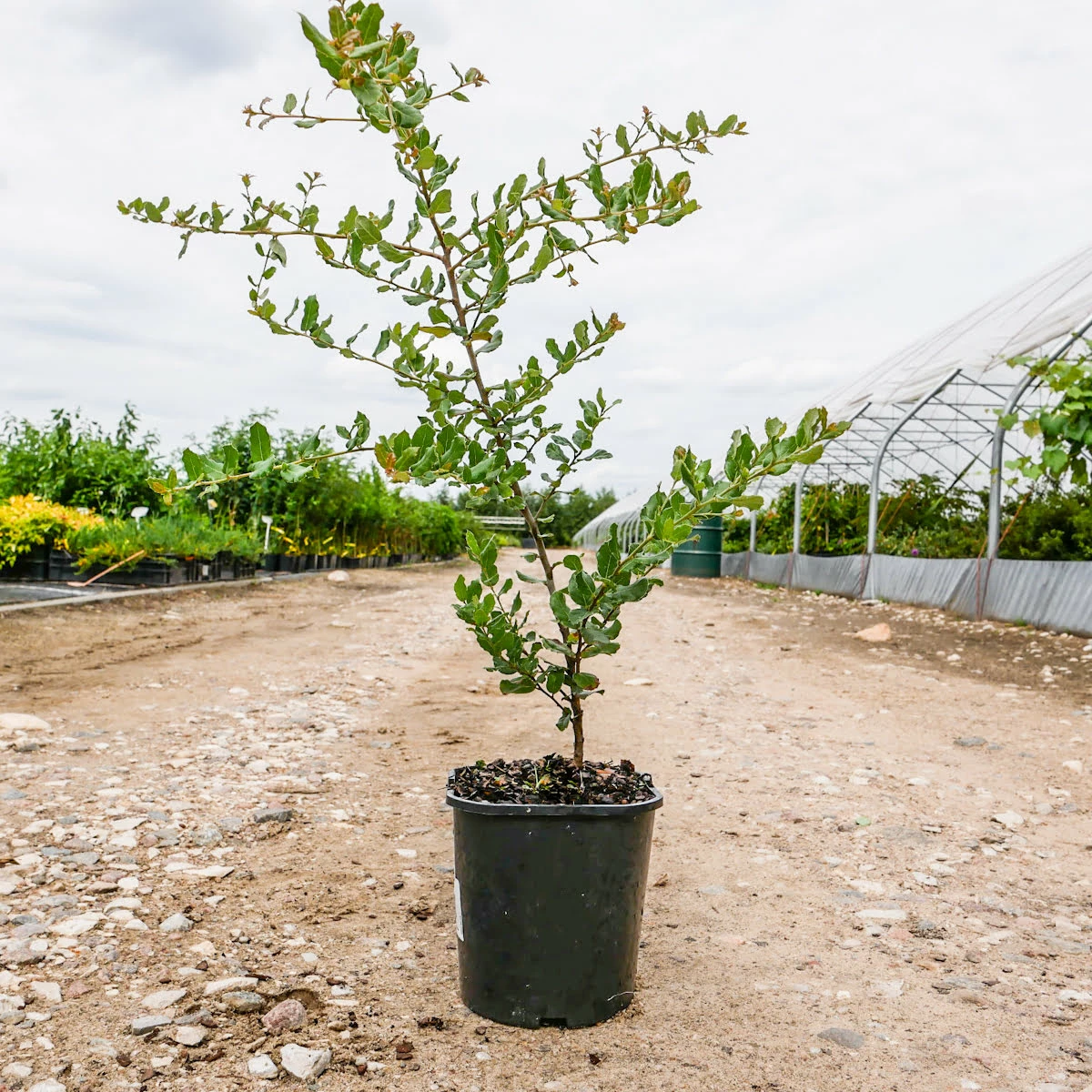 Dąb Korkowy Quercus Suber - obrazek 3