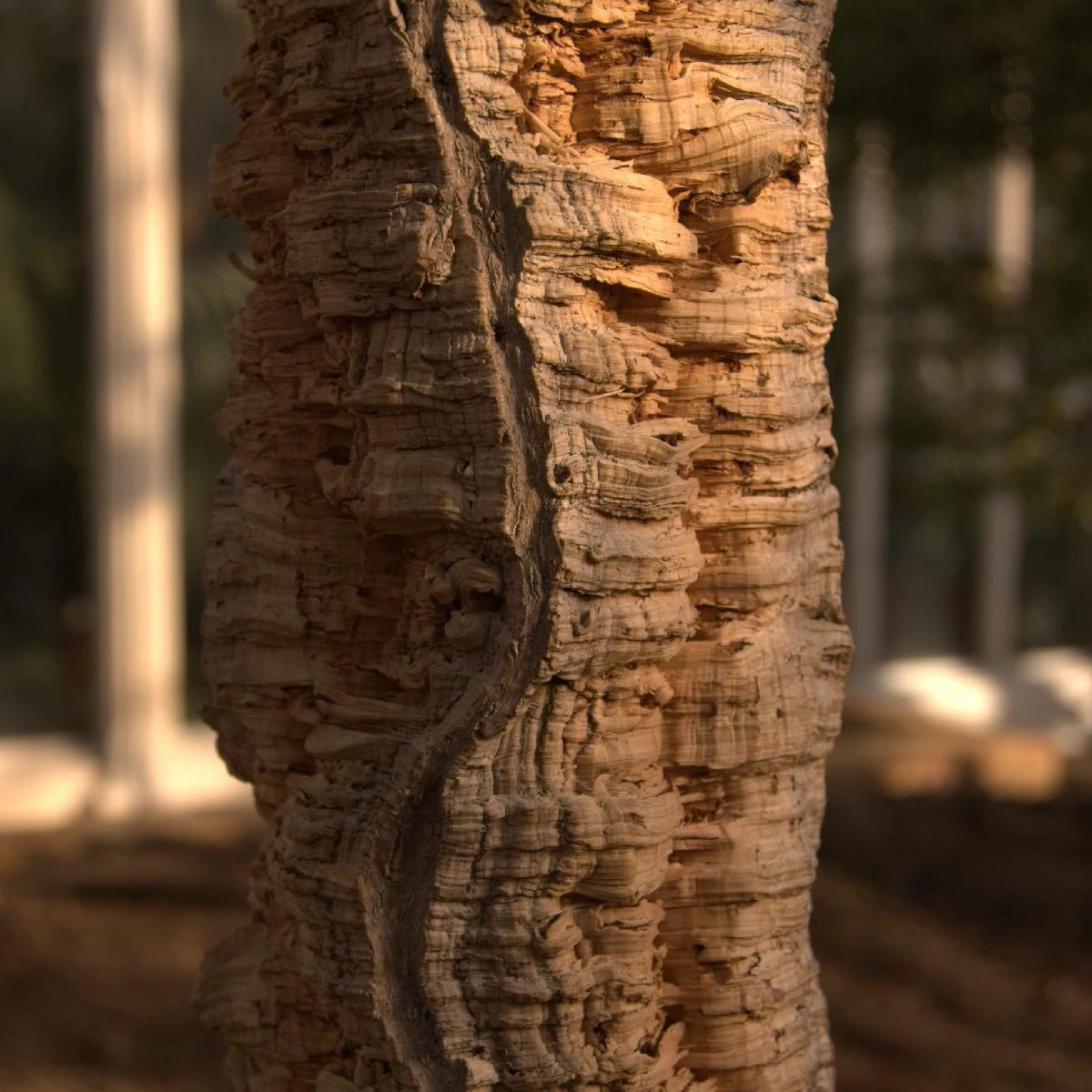 Dąb Korkowy Quercus Suber - obrazek 2