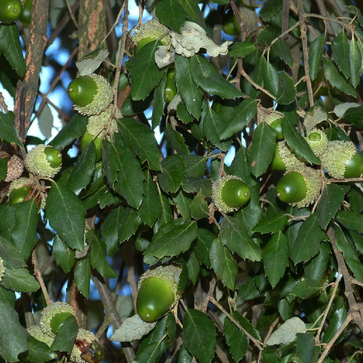 Dąb Korkowy Quercus Suber - obrazek 5