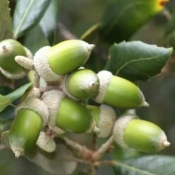 Dąb Ostrolistny Quercus Ilex