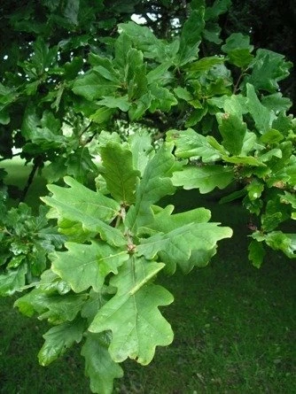 Dąb Szypułkowy Symbol Dostojeństwa - obrazek 4