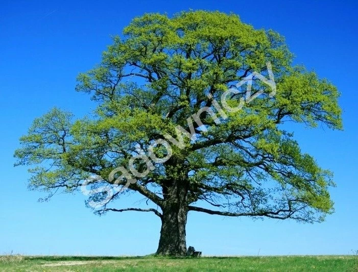 Dąb Szypułkowy Symbol Dostojeństwa - obrazek 2