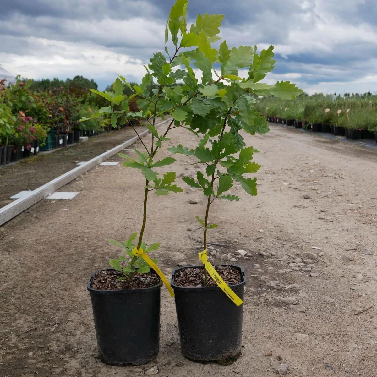 Dąb Szypułkowy Symbol Dostojeństwa - obrazek 3