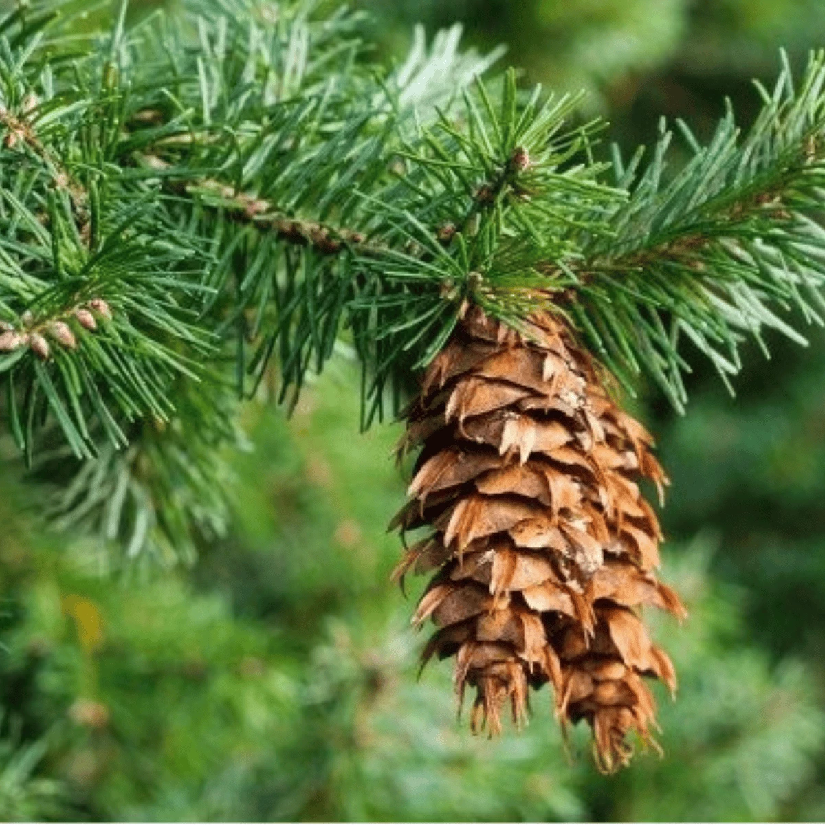 Daglezja Zielona Jedlica Douglasa P9 - obrazek 2