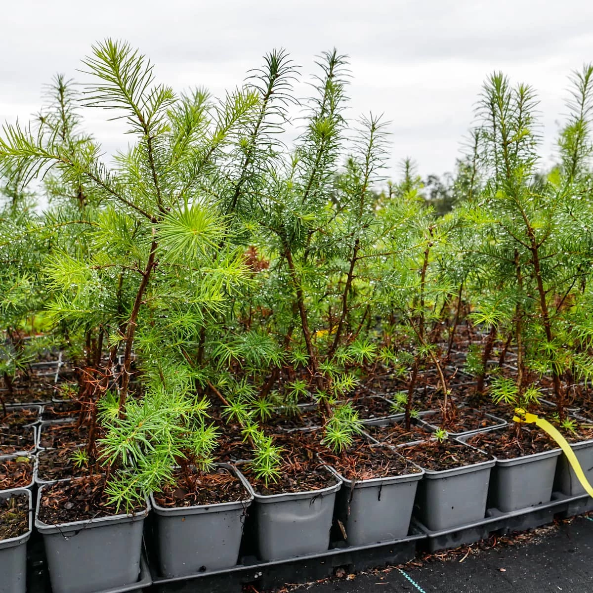 Daglezja Zielona Jedlica Douglasa P9 - obrazek 4