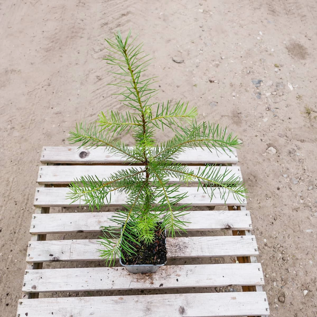 Daglezja Zielona Jedlica Douglasa P9 - obrazek 5