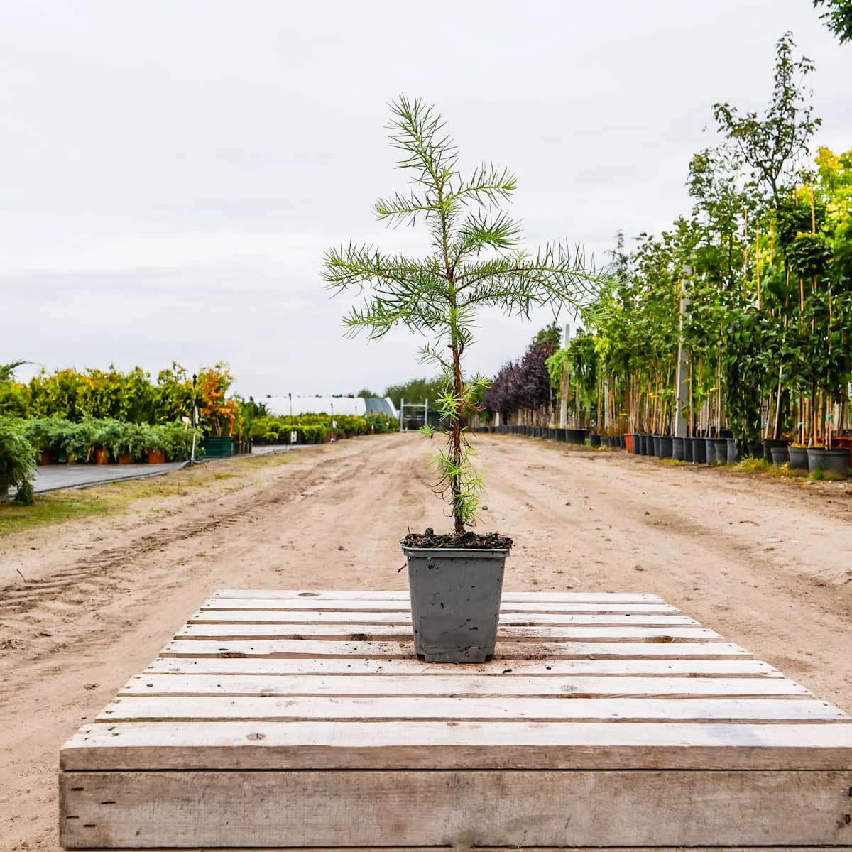 Daglezja Zielona Jedlica Douglasa P9 - obrazek 3