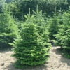 Daglezja Zielona Jedlica Douglasa P9