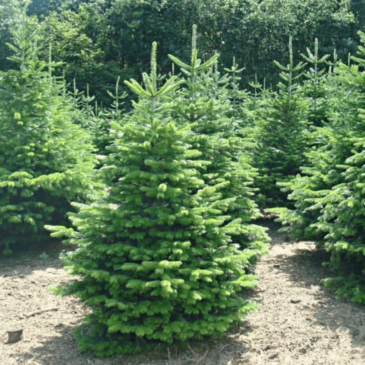 Daglezja Zielona Jedlica Douglasa P9