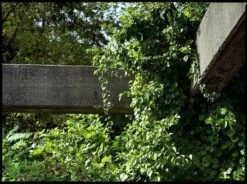 Dławisz Okrągłolistny Męski Hercules