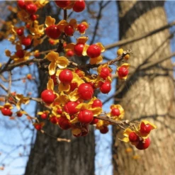 Dławisz Okrągłolistny żeński Diana