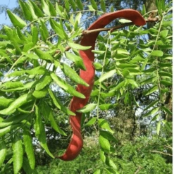 Glediczja Tr贸jcierniowa Iglicznia Tr贸jcierniowa