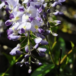 Glicynia Kwiecista Issai Perfect