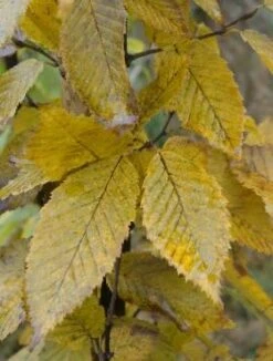 Grab Pospolity Obw. 12cm