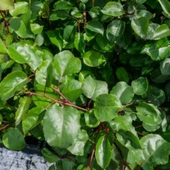 Grusza Kaukaska Pyrus Caucasica Podkładka