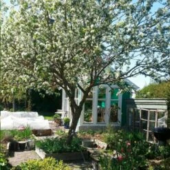 Jabłoń Ozdobna Rajska Dolgo