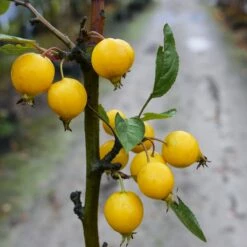 Jabłoń Ozdobna Rajska Golden Hornet