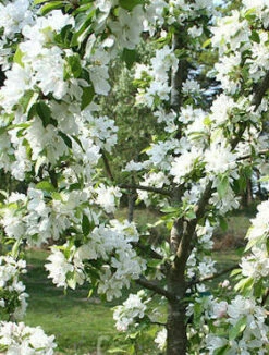 Jabłoń Ozdobna Rajska John Downie