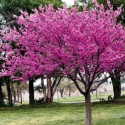 Jabłoń Ozdobna Rajska Ola Obw 12-14cm