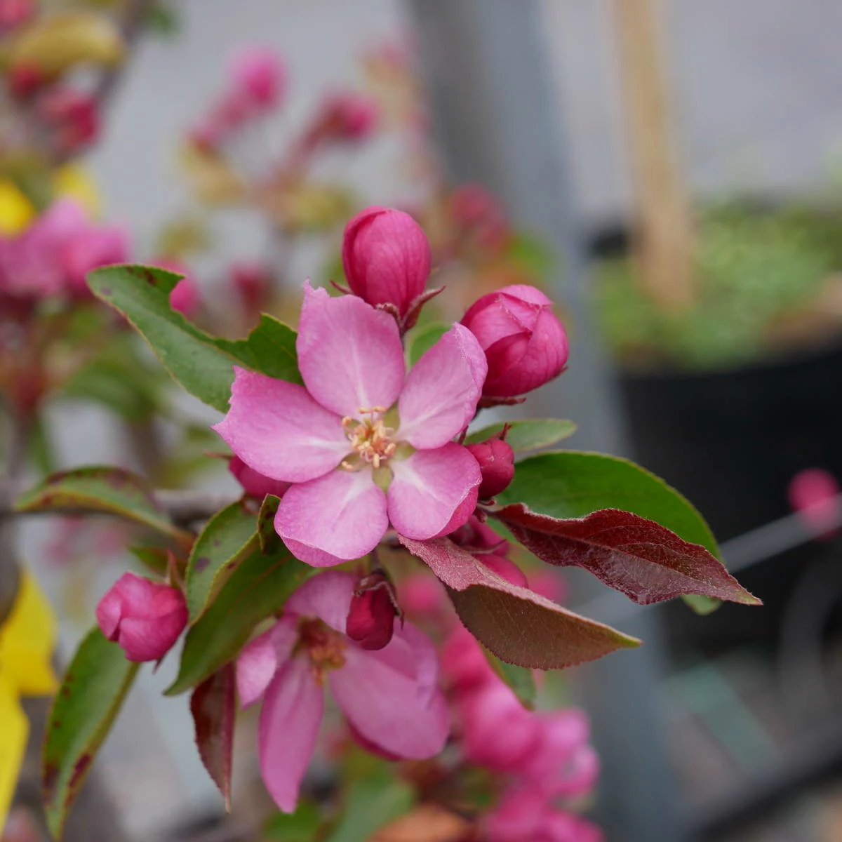 Jabłoń Ozdobna Rajska Ola Obw. 6-8cm - obrazek 2