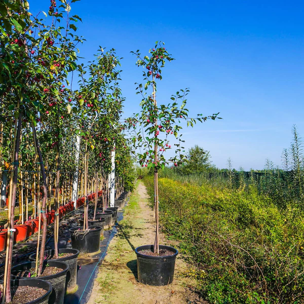 Jabłoń Ozdobna Rajska Ola Obw. 6-8cm - obrazek 3