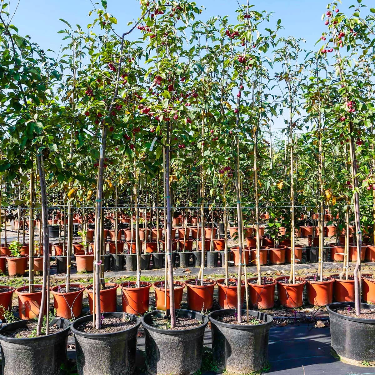 Jabłoń Ozdobna Rajska Ola Obw. 6-8cm - obrazek 4