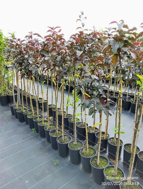 Jabłoń Ozdobna Rajska Royality - obrazek 4