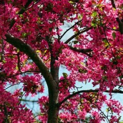 Jabłoń Ozdobna Rajska Royality