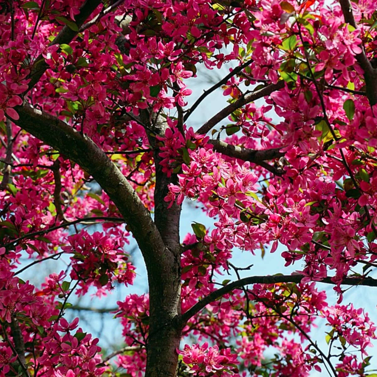 Jabłoń Ozdobna Rajska Royality