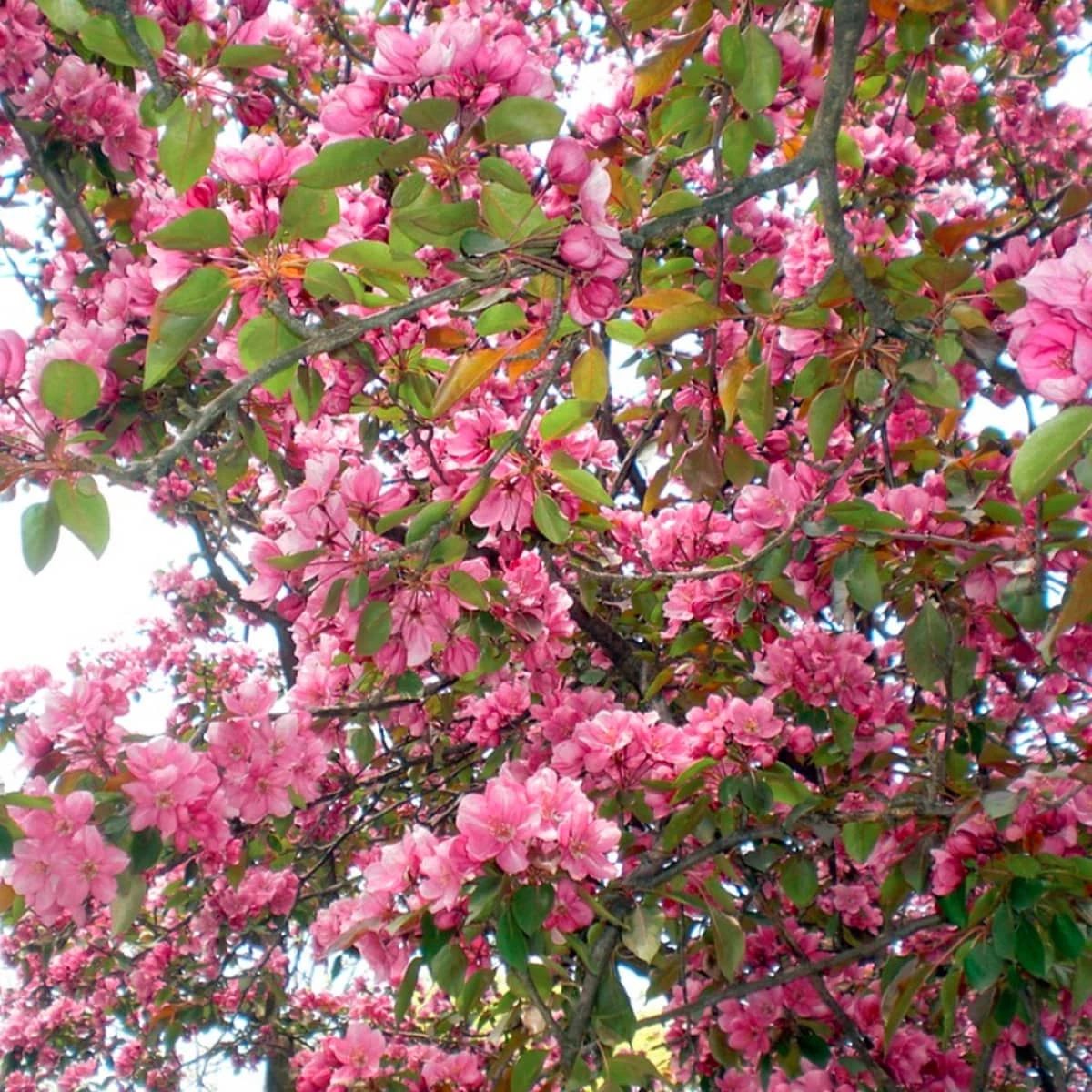 Jabłoń Ozdobna Rajska Royality - obrazek 2