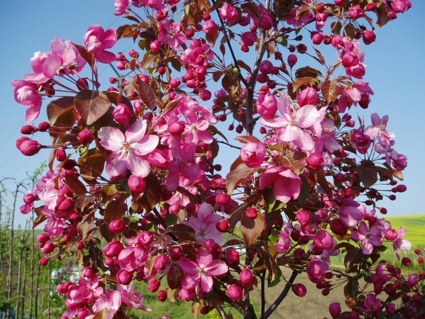 Jabłoń Ozdobna Rajska Royality - obrazek 5