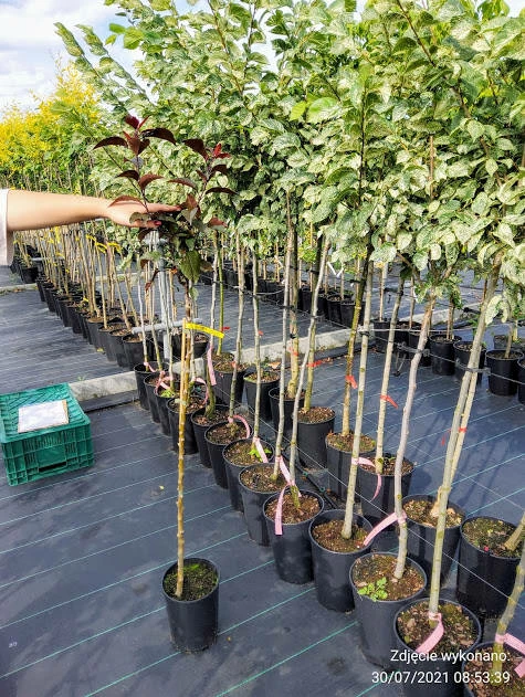 Jabłoń Ozdobna Rajska Royality - obrazek 3