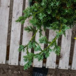 Jałowiec Chiński Blue Alps (C2)