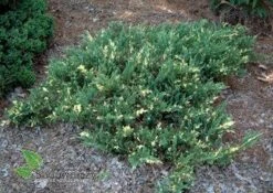 Jałowiec Chiński Expansa Variegata