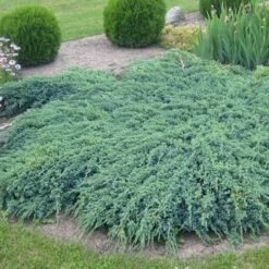 Jałowiec łuskowaty Blue Carpet Niebieski Dywan (C2)