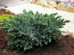 Jałowiec łuskowaty Blue Star Niebieska Gwiazda (C2)