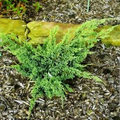 Jałowiec łuskowaty Dream Joy (C2)