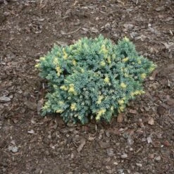 Jałowiec łuskowaty Floreant