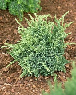 Jałowiec łuskowaty Holger (C2)