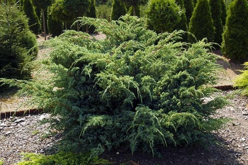 Jałowiec łuskowaty Hunnetorp - obrazek 2