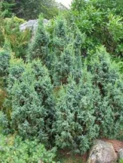 Jałowiec łuskowaty 'Loderi (P9)