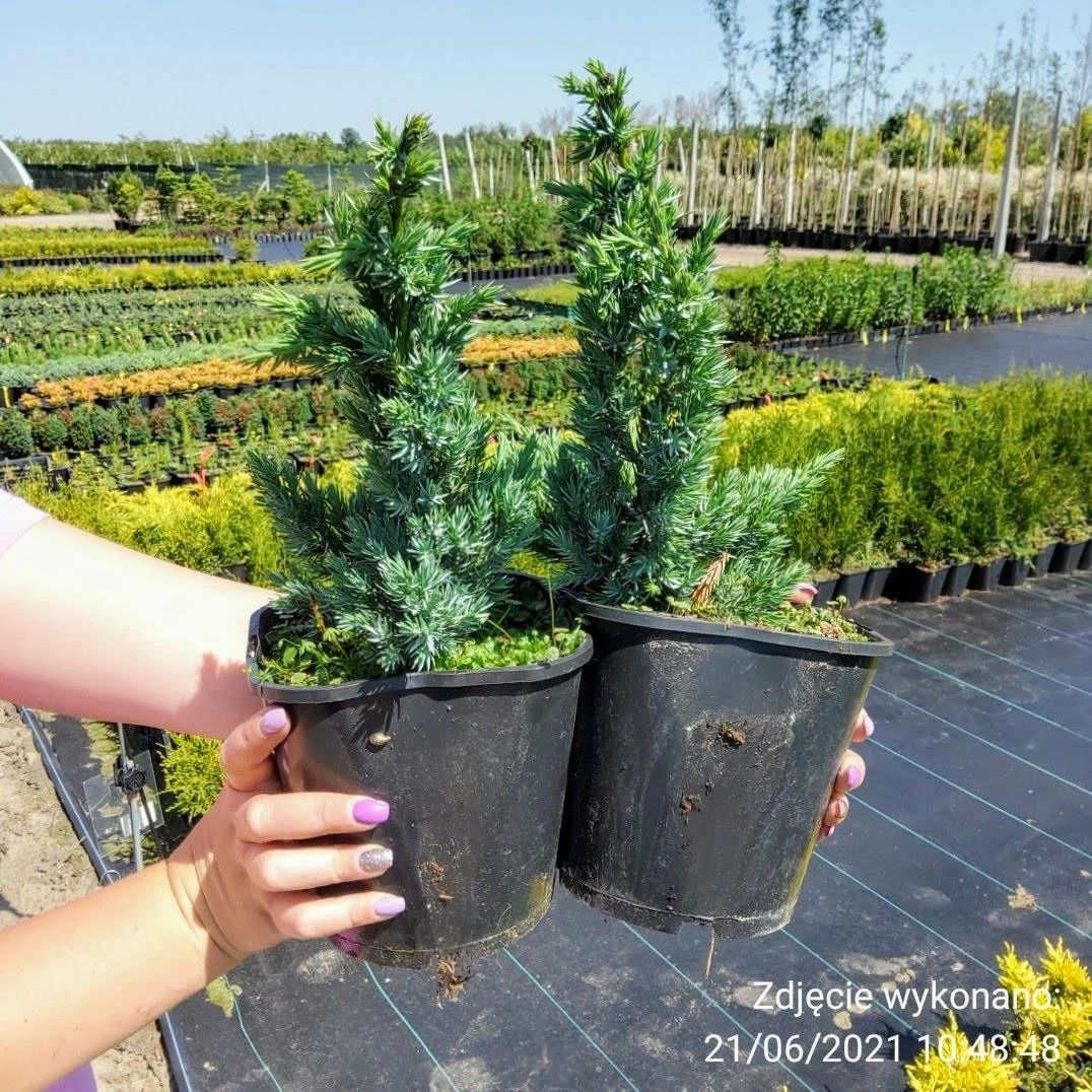 Jałowiec łuskowaty Meyeri Stalowo-srebrzysty - obrazek 5