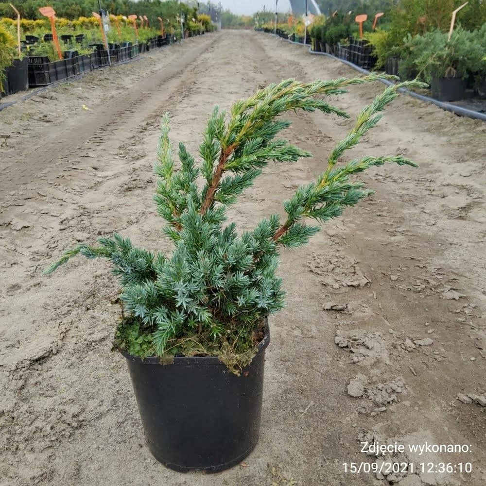 Jałowiec łuskowaty Meyeri Stalowo-srebrzysty - obrazek 3