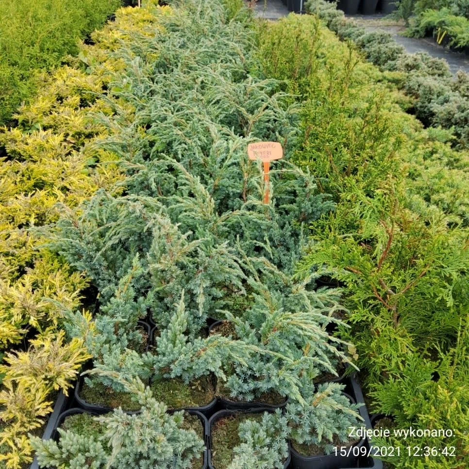 Jałowiec łuskowaty Meyeri Stalowo-srebrzysty - obrazek 4