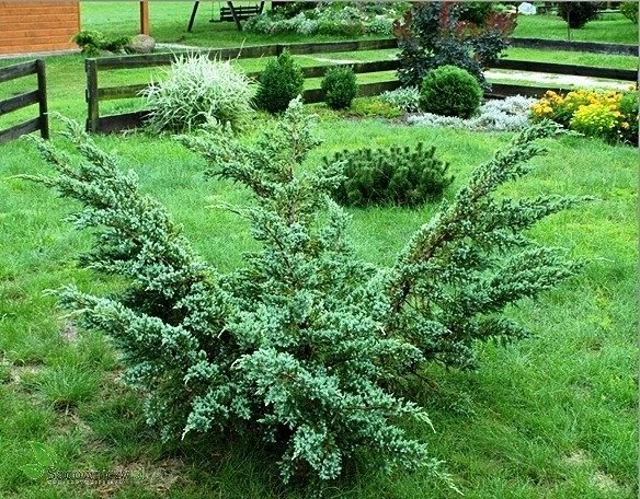 Jałowiec łuskowaty Meyeri Stalowo-srebrzysty